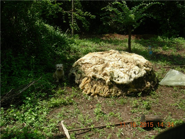 arčilend